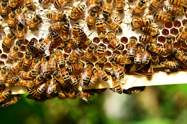 abelhas produtoras de mel